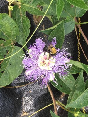 Superior Hardy Passionfruit Vine Plant Bundles - NATURALLY GROWN - Image 9