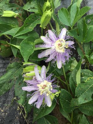 Superior Hardy Passionfruit Vine Plant Bundles - NATURALLY GROWN - Image 4