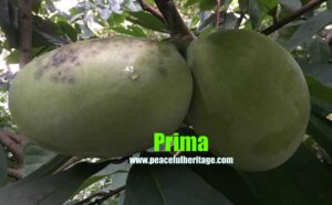 Prima Pawpaw Tree - NATURALLY GROWN - Image 8