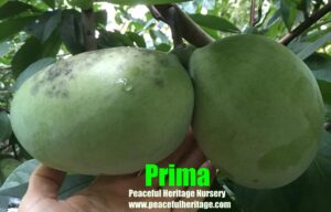 Prima Pawpaw Tree - NATURALLY GROWN - Image 7