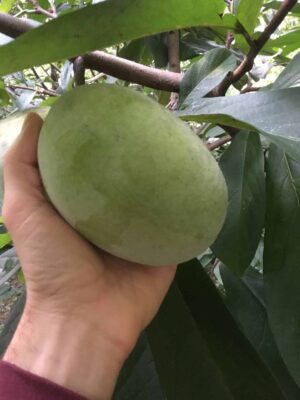 VE-21 Pawpaw Tree - NATURALLY GROWN