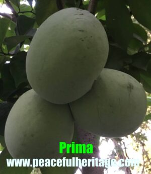 Prima Pawpaw Tree - NATURALLY GROWN - Image 2