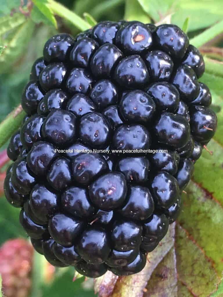 Ponca blackberry plants for sale Idea