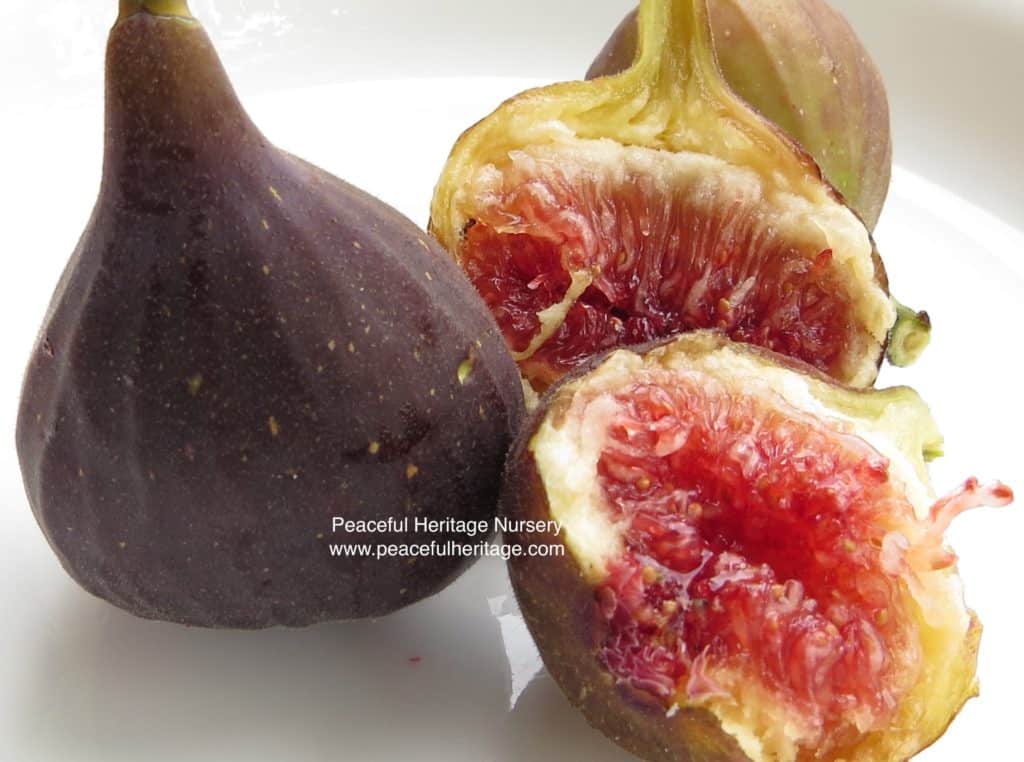 Chicago Hardy Fig – Naturally Grown