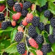 Blackberry Plants for sale