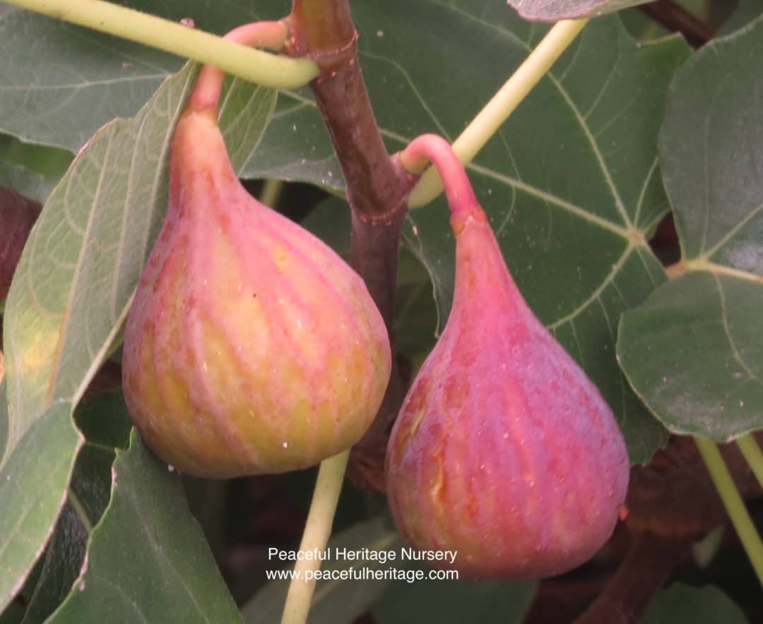 Celeste Fig – Naturally Grown | Peaceful Heritage Nursery