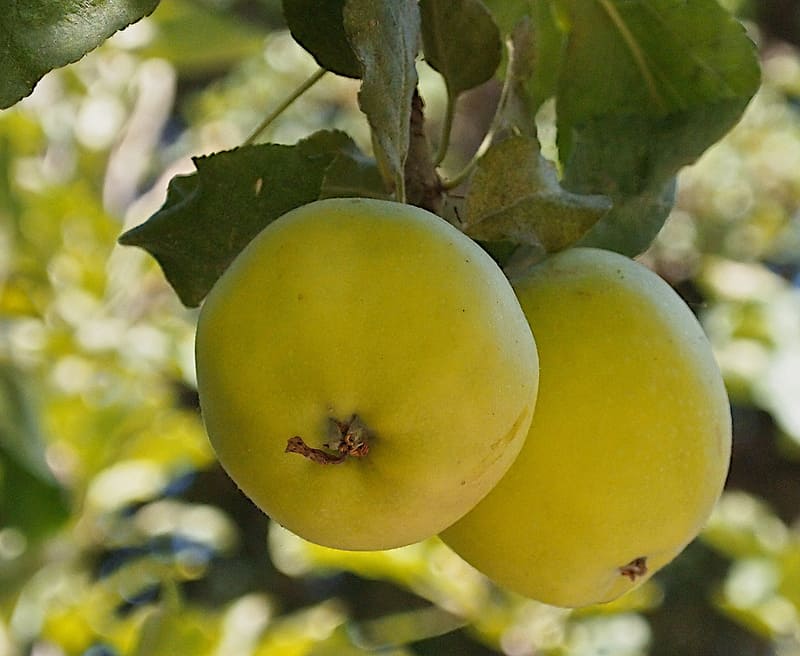 Honeycrisp Apple, Knowledgebase