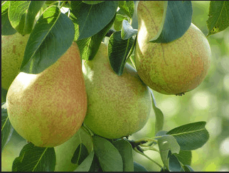 Pears. Fresh Sweet Organic Pears with Leaves on Stand or Plate on