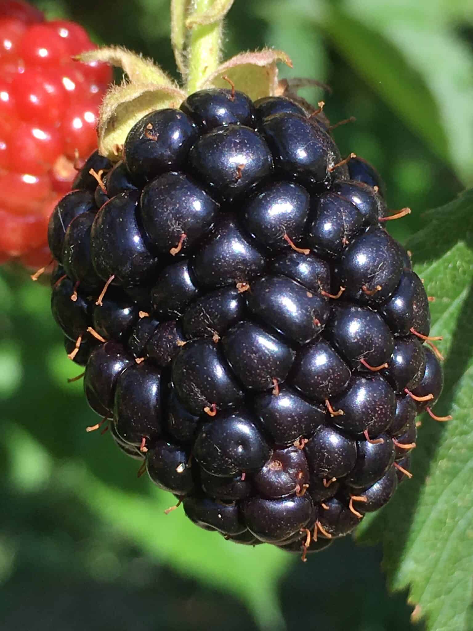 Triple crown blackberry plants information