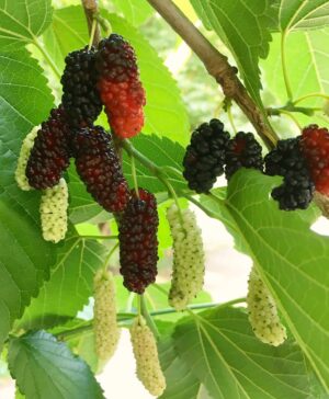 Varaha Mulberry - Naturally Grown