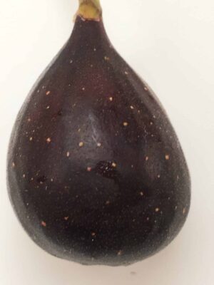 Violette de Bordeaux Fig - Naturally Grown