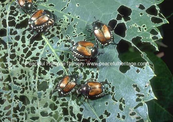JAPANESE BEETLE ATTACK