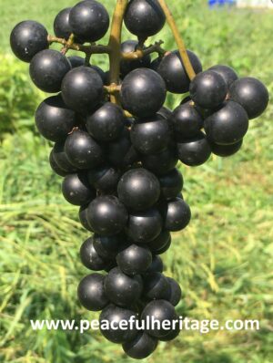 Lomanto Grape - Naturally Grown