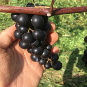 Lomanto Grape - Naturally Grown - Image 4