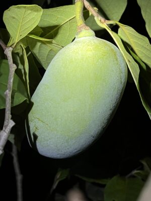 Nyomi's Delicious Pawpaw Tree - NATURALLY GROWN - Image 3