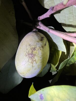 Nyomi's Delicious Pawpaw Tree - NATURALLY GROWN - Image 4