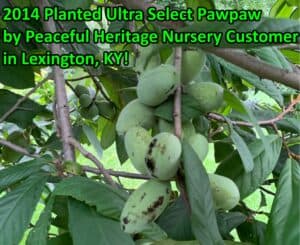 Ultra-Select Pawpaw Trees POLLINATION BUNDLE - 2 YR - NATURALLY GROWN - Image 10