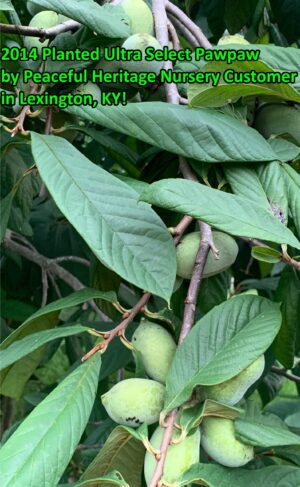 Ultra-Select Pawpaw Trees POLLINATION BUNDLE - 2 YR - NATURALLY GROWN - Image 12