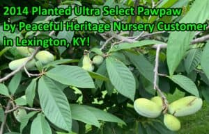 Ultra-Select Pawpaw Trees POLLINATION BUNDLE - 2 YR - NATURALLY GROWN - Image 11