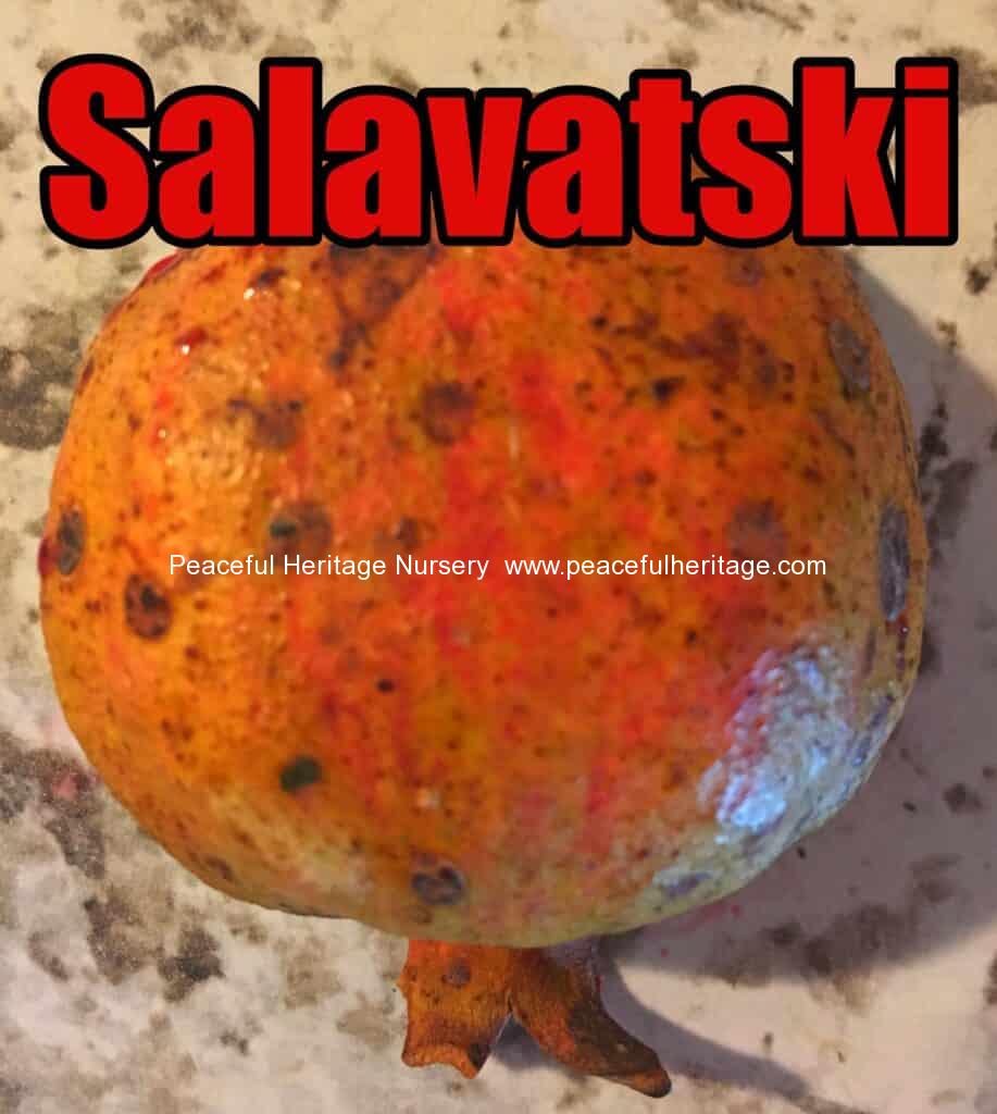 Salavatski Pomegranate – CERTIFIED ORGANIC