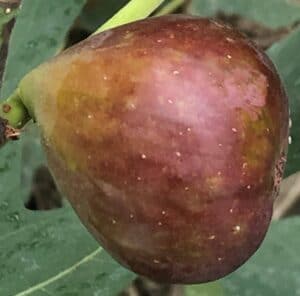 Florea Fig - Naturally Grown - Image 2