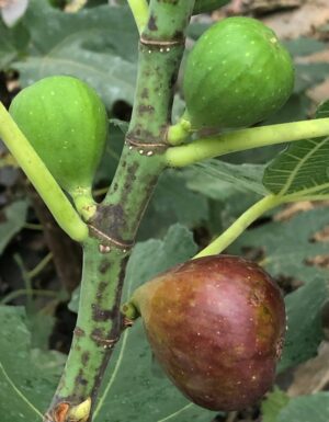 Florea Fig - Naturally Grown - Image 3