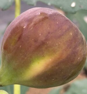 Florea Fig - Naturally Grown - Image 6