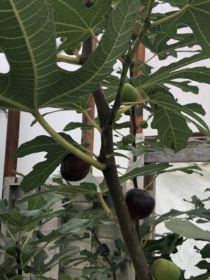 Ronde de Bordeaux Fig - Naturally Grown - Image 6