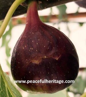 Ronde de Bordeaux Fig - Naturally Grown