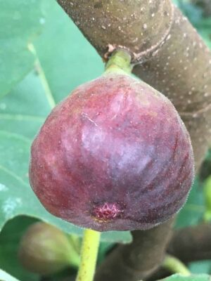 Italian Letizia Fig - Naturally Grown - Image 2