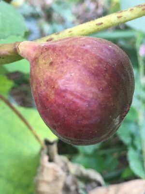 Italian Letizia Fig - Naturally Grown