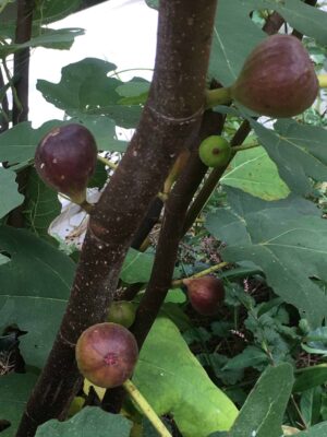 Italian Letizia Fig - Naturally Grown - Image 4