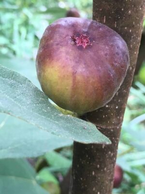 Italian Letizia Fig - Naturally Grown - Image 3