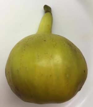 LSU Gold Fig - Naturally Grown - Image 2