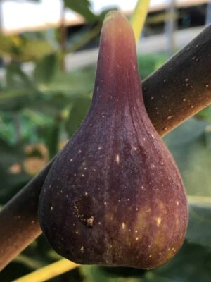 LSU O'Rourke Fig -  Naturally Grown - Image 4