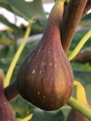 LSU O'Rourke Fig -  Naturally Grown