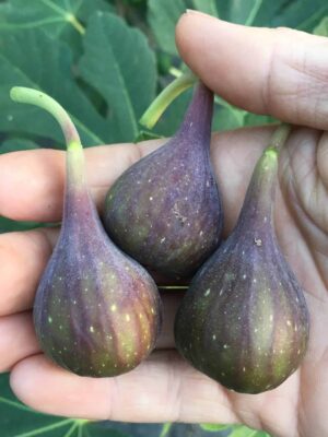 LSU O'Rourke Fig -  Naturally Grown - Image 3