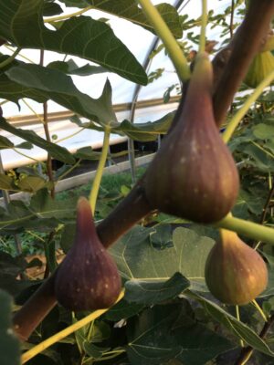 LSU O'Rourke Fig -  Naturally Grown - Image 2