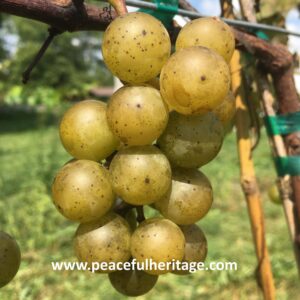 Gold Coin Grape - Naturally Grown