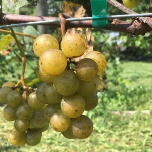 Gold Coin Grape - Naturally Grown - Image 4