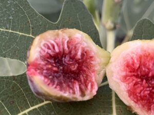 Smith Fig Tree - Naturally Grown - Image 8