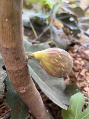 Smith Fig Tree - Naturally Grown - Image 3