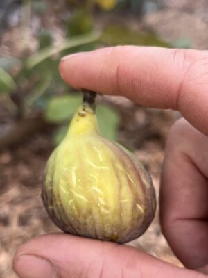 Smith Fig Tree - Naturally Grown - Image 2