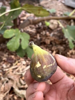 Smith Fig Tree - Naturally Grown - Image 5