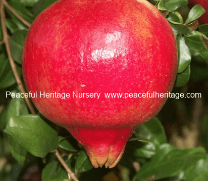Salavatski Pomegranate – Naturally Grown