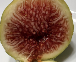 Smith Fig Tree - Naturally Grown - Image 6