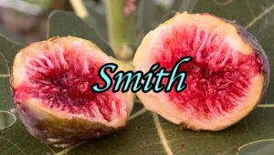 Smith Fig Tree - Naturally Grown