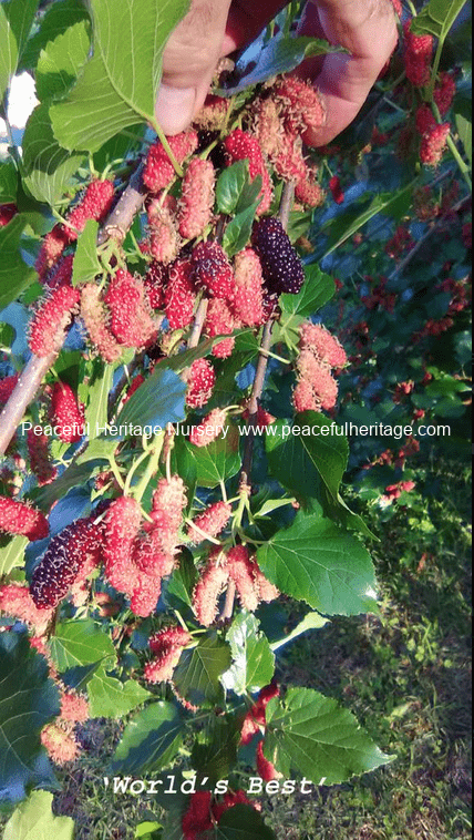 ‘World’s Best’ Mulberry Tree – Naturally Grown