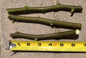 Fig Cuttings (Green Wood) - Image 4