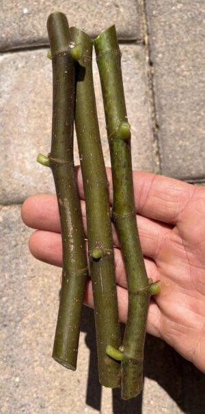 Fig Cuttings (Green Wood) - Image 2